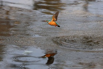 Common Kingfisher 夙川河川敷緑地(夙川公園) Sun, 2/11/2024