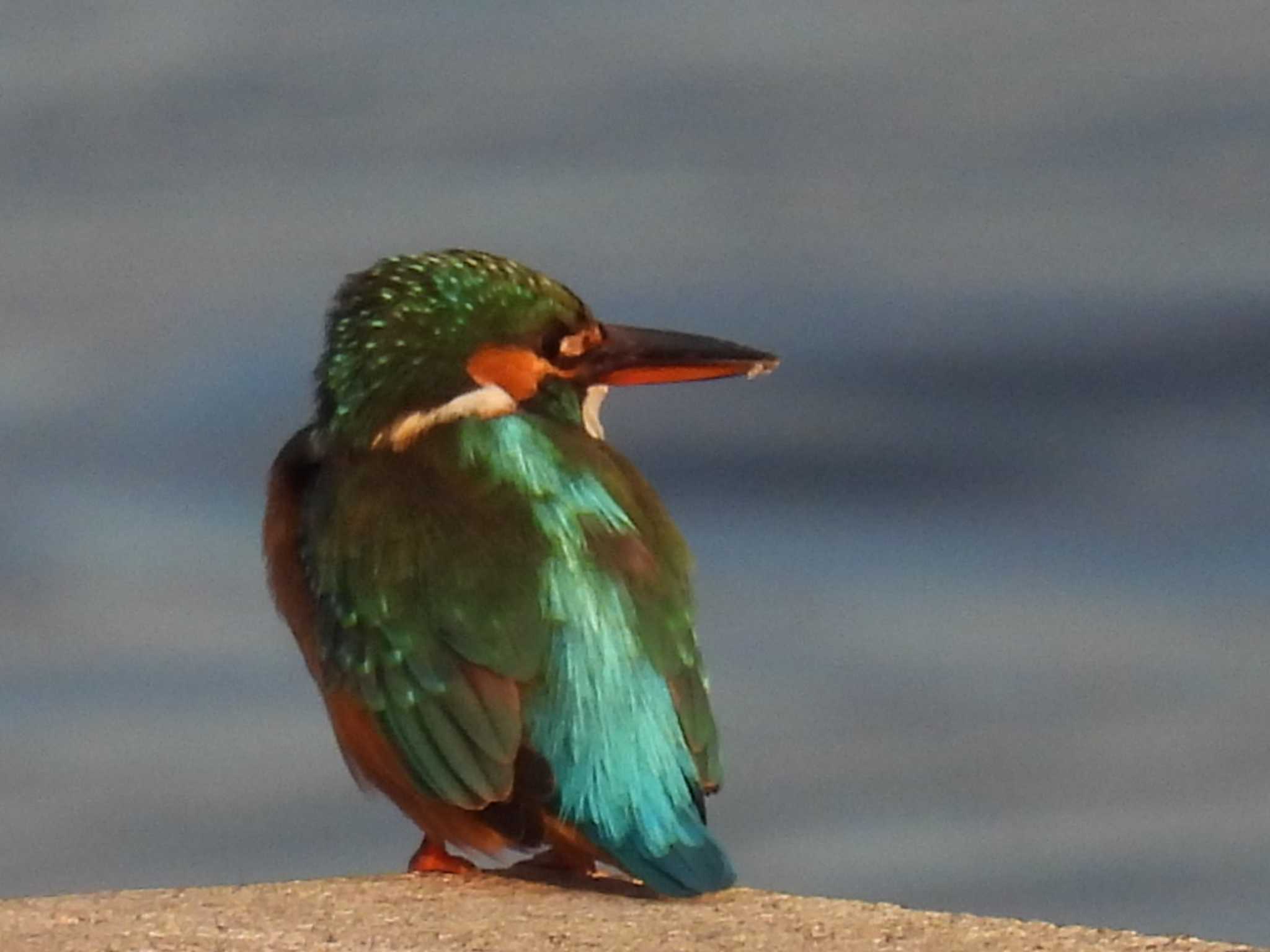 Common Kingfisher