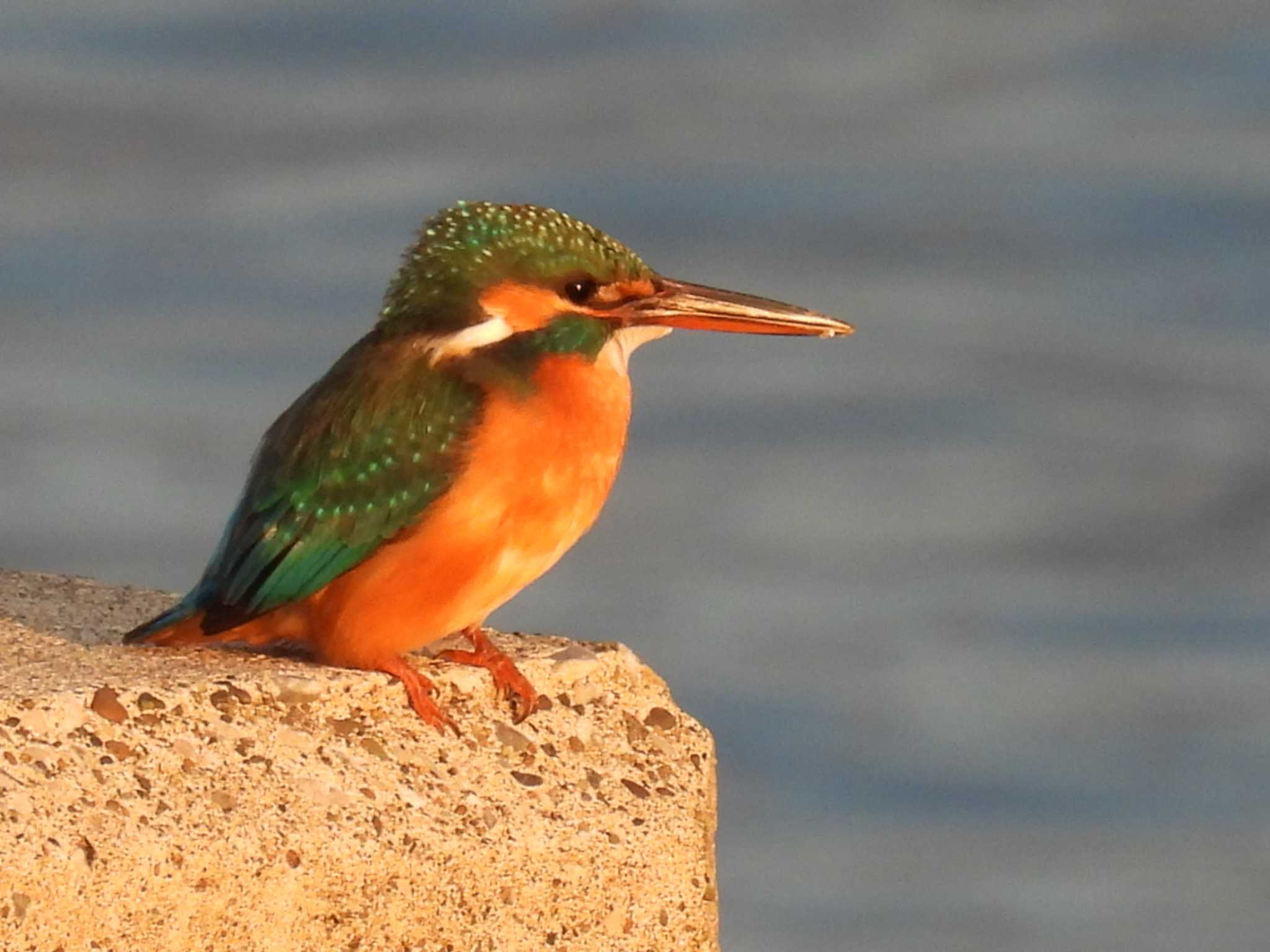 Common Kingfisher