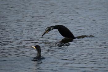 Great Cormorant 門池公園(沼津市) Sat, 2/10/2024