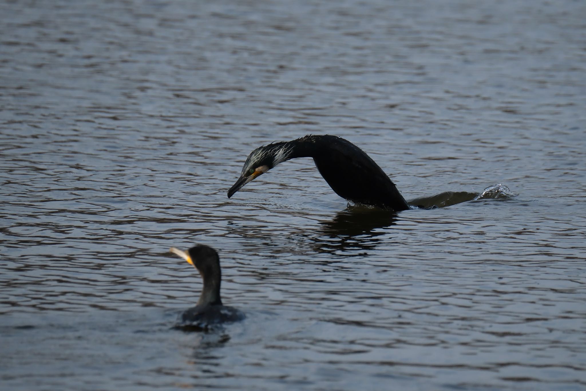 Photo of Great Cormorant at 門池公園(沼津市) by ポン介