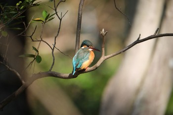 Common Kingfisher 源兵衛川 Sat, 2/10/2024