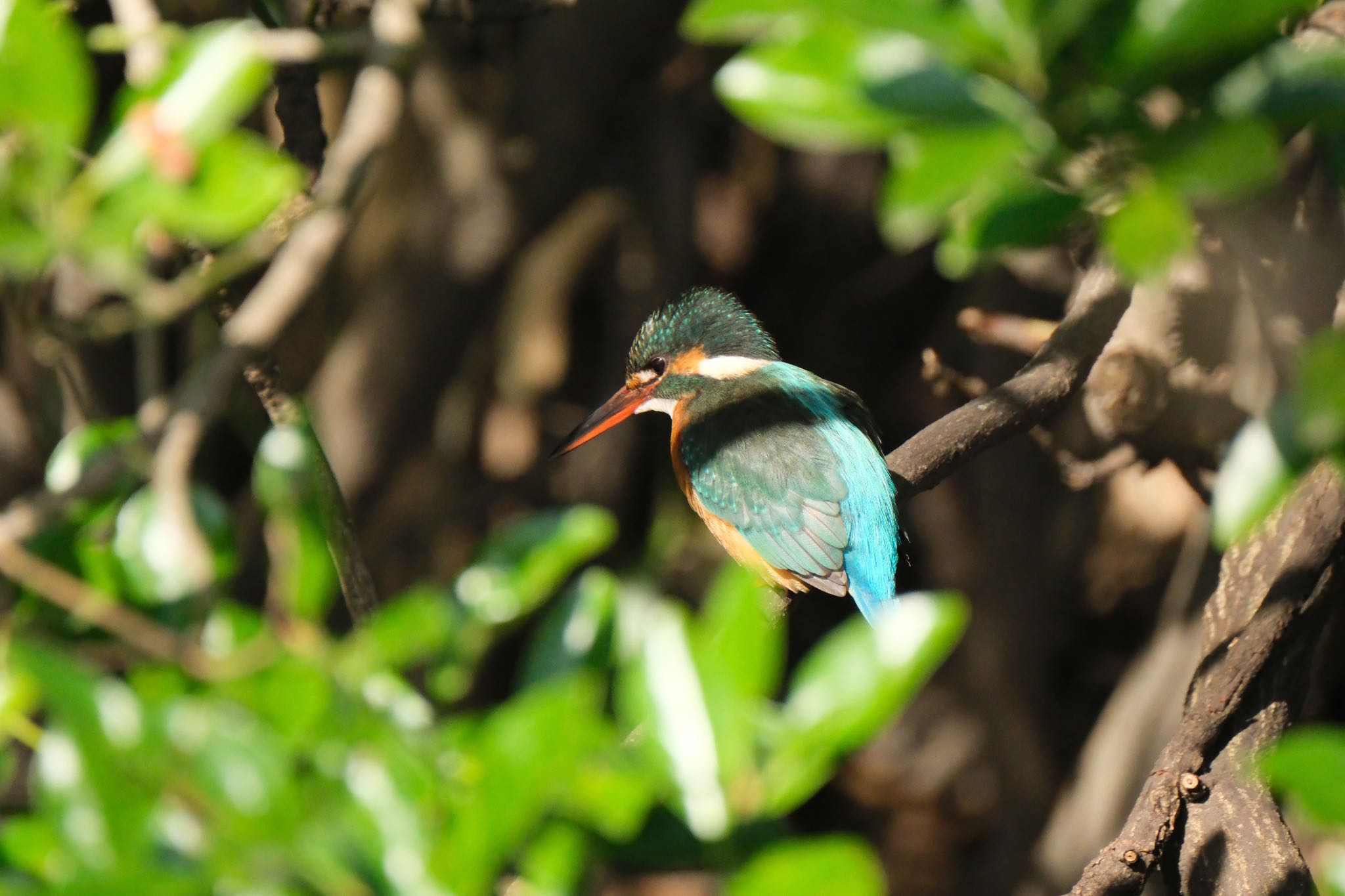 Photo of Common Kingfisher at 源兵衛川 by ポン介