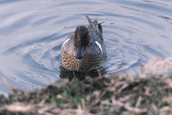 Green-winged Teal 千葉県松戸市国分川 Sun, 2/11/2024