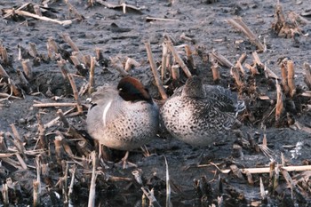 Green-winged Teal 千葉県松戸市国分川 Sun, 2/11/2024