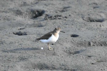 イソシギ 東京港野鳥公園 2024年2月11日(日)