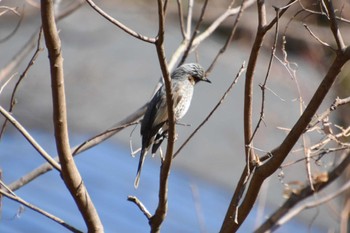 ヒヨドリ 東京港野鳥公園 2024年2月11日(日)