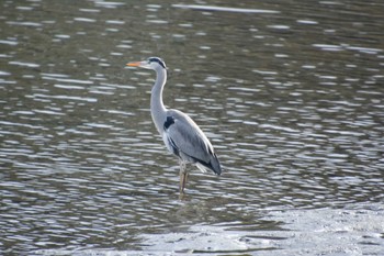 Grey Heron Tokyo Port Wild Bird Park Sun, 2/11/2024