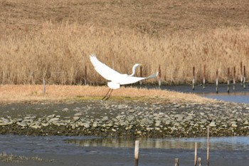 Great Egret Tokyo Port Wild Bird Park Sun, 2/11/2024