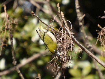 Warbling White-eye Tokyo Port Wild Bird Park Sun, 2/11/2024