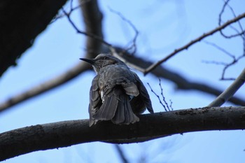 Brown-eared Bulbul Tokyo Port Wild Bird Park Sun, 2/11/2024
