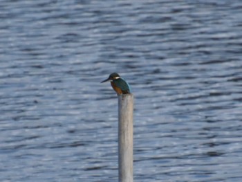 Common Kingfisher Tokyo Port Wild Bird Park Sun, 2/11/2024