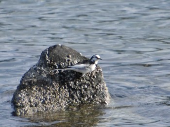 ハクセキレイ 東京港野鳥公園 2024年2月11日(日)