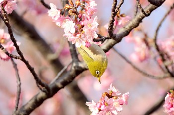 メジロ 三浦海岸 2024年2月10日(土)