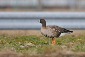 カリガネ 愛知県 2024年2月3日(土)