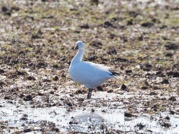 Snow Goose 夏目の堰 (八丁堰) Sun, 2/11/2024