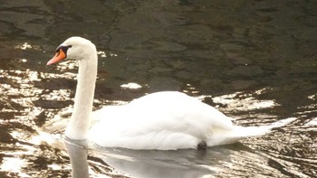 Sun, 2/11/2024 Birding report at Imperial Palace