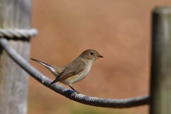 Red-breasted Flycatcher まつぶし緑の丘公園 Sun, 2/11/2024