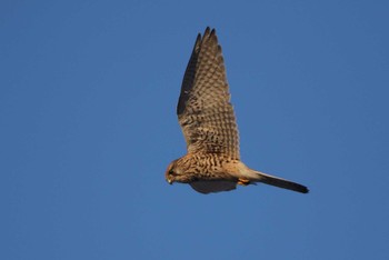 Common Kestrel 北海道　函館市　函館空港 Sun, 2/11/2024