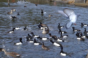 キンクロハジロ こども自然公園 (大池公園/横浜市) 2024年2月11日(日)