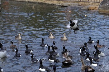 キンクロハジロ こども自然公園 (大池公園/横浜市) 2024年2月11日(日)