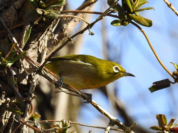 Warbling White-eye 祖父江ワイルドネイチャー緑地 Sun, 2/11/2024