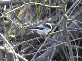 Long-tailed Tit 祖父江ワイルドネイチャー緑地 Sun, 2/11/2024