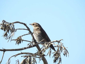 Dusky Thrush 愛知県愛西市立田町 Sat, 2/10/2024