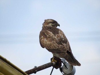 Eastern Buzzard 愛知県愛西市立田町 Sun, 2/11/2024