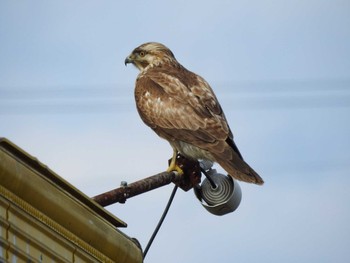 Eastern Buzzard 愛知県愛西市立田町 Sun, 2/11/2024