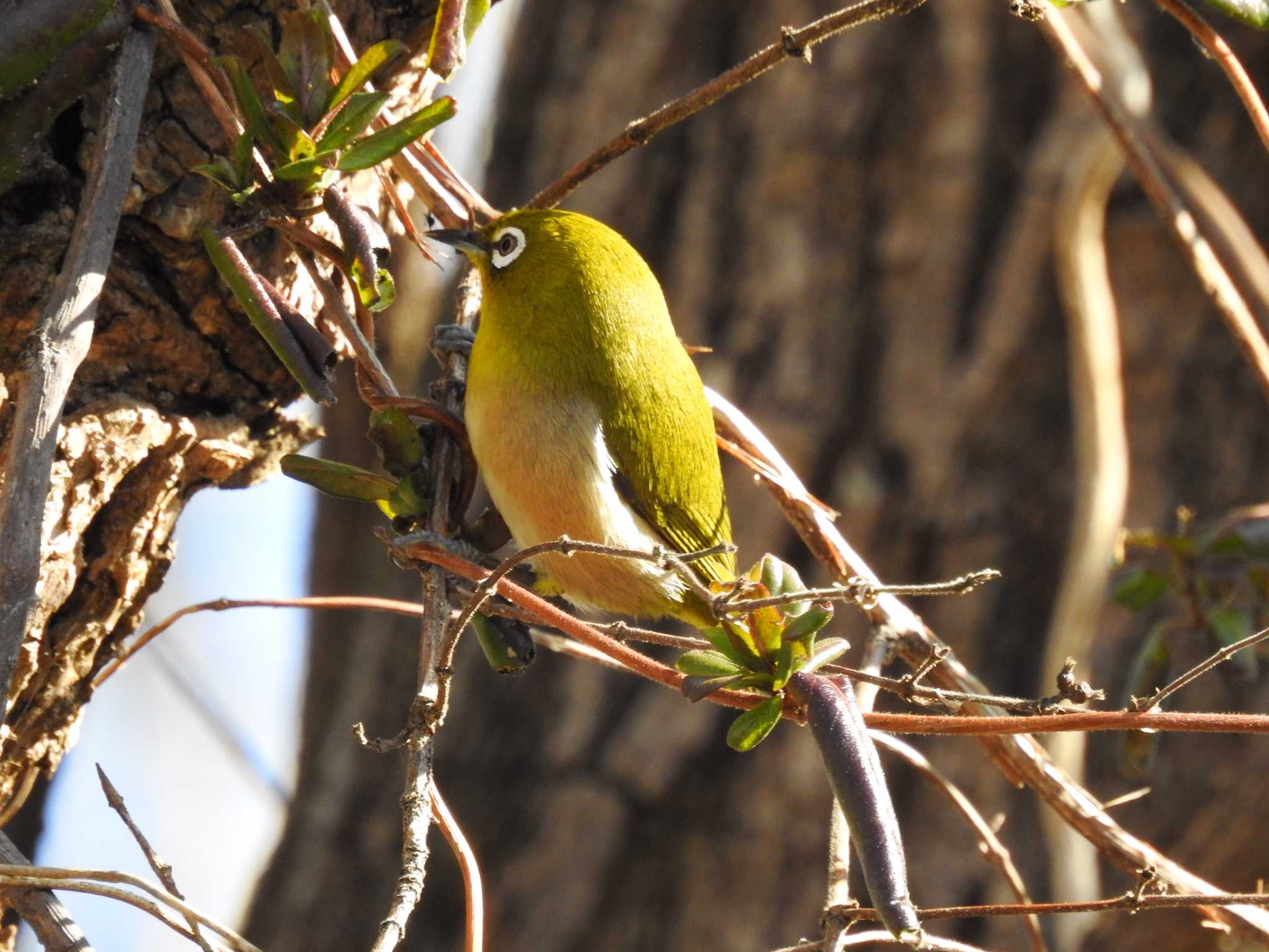 Photo of Warbling White-eye at 祖父江ワイルドネイチャー緑地 by どらお