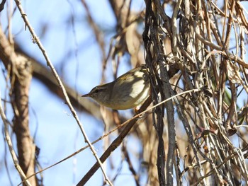 Japanese Bush Warbler 祖父江ワイルドネイチャー緑地 Sun, 2/11/2024