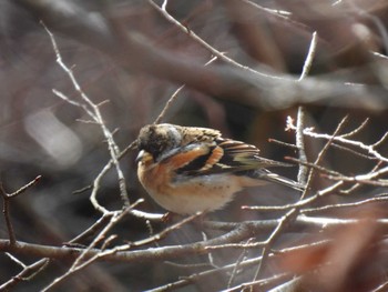 Brambling 三河湖園地 Sun, 2/11/2024