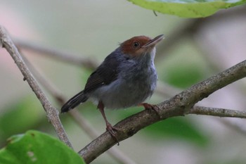 Ashy Tailorbird Saigon Zoo and Botanical Gardens Sat, 2/3/2024