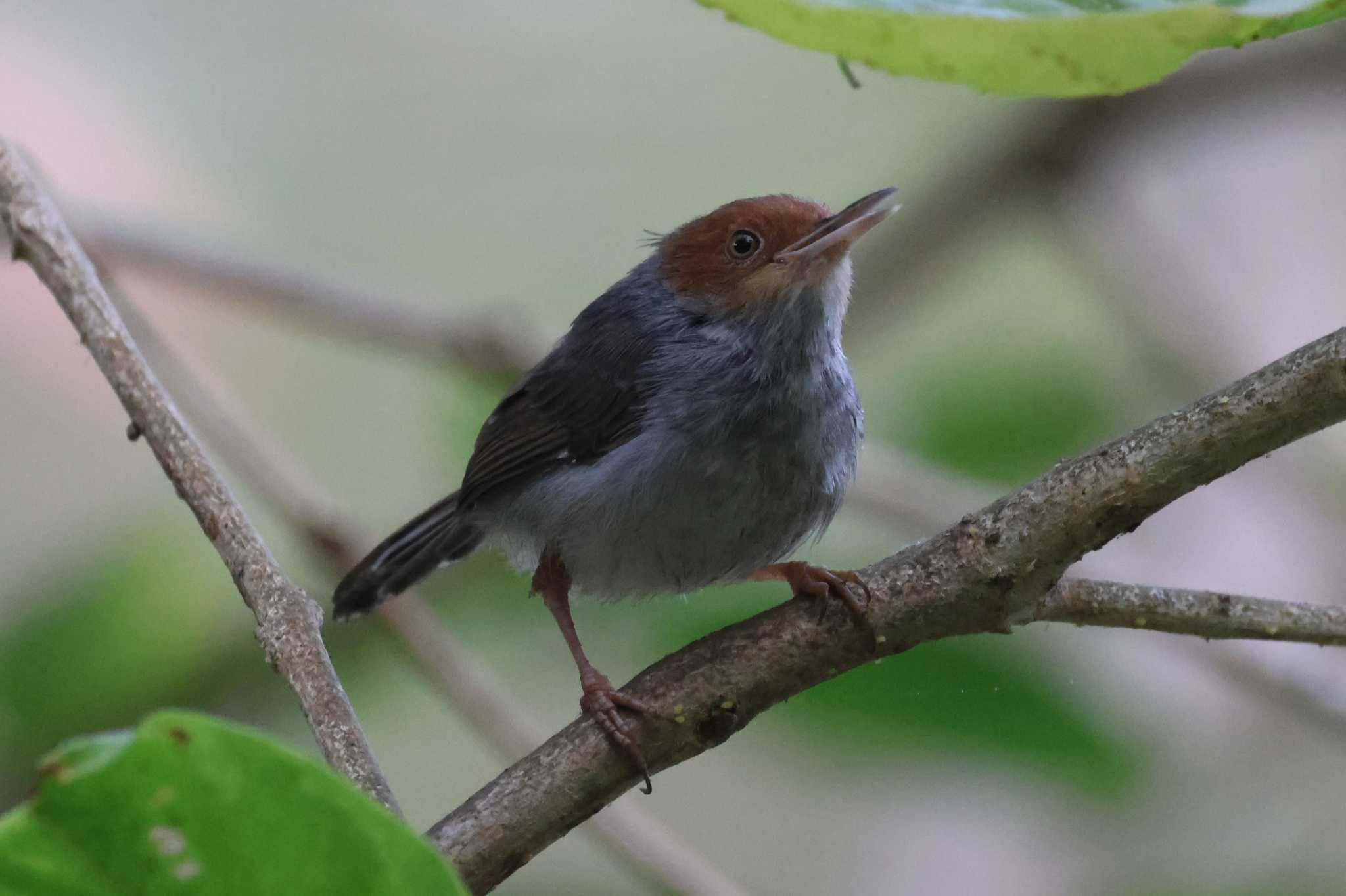 アカガオサイホウチョウ