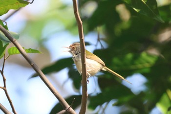 Common Tailorbird Saigon Zoo and Botanical Gardens Sat, 2/3/2024