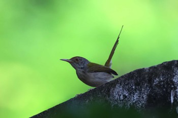 Common Tailorbird Saigon Zoo and Botanical Gardens Sat, 2/3/2024