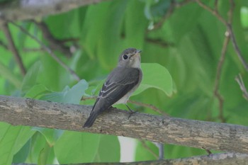 Asian Brown Flycatcher Saigon Zoo and Botanical Gardens Sat, 2/3/2024