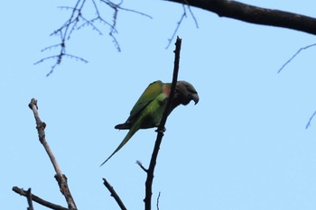 Red-breasted Parakeet Saigon Zoo and Botanical Gardens Sat, 2/3/2024