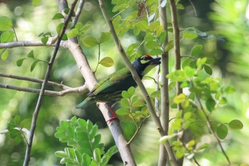 Coppersmith Barbet Saigon Zoo and Botanical Gardens Sat, 2/3/2024