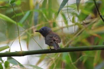 Black-naped Monarch Saigon Zoo and Botanical Gardens Sat, 2/3/2024