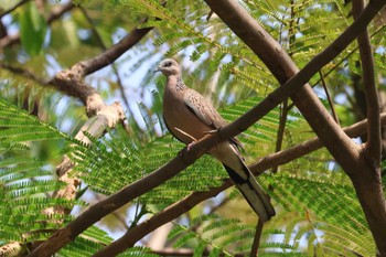 カノコバト サイゴン動植物園 2024年2月3日(土)