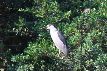 Black-crowned Night Heron Saigon Zoo and Botanical Gardens Sat, 2/3/2024