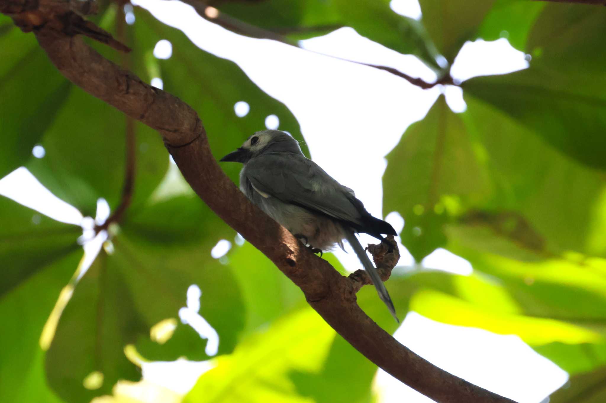 Photo of Ashy Drongo at Saigon Zoo and Botanical Gardens by ぼぼぼ