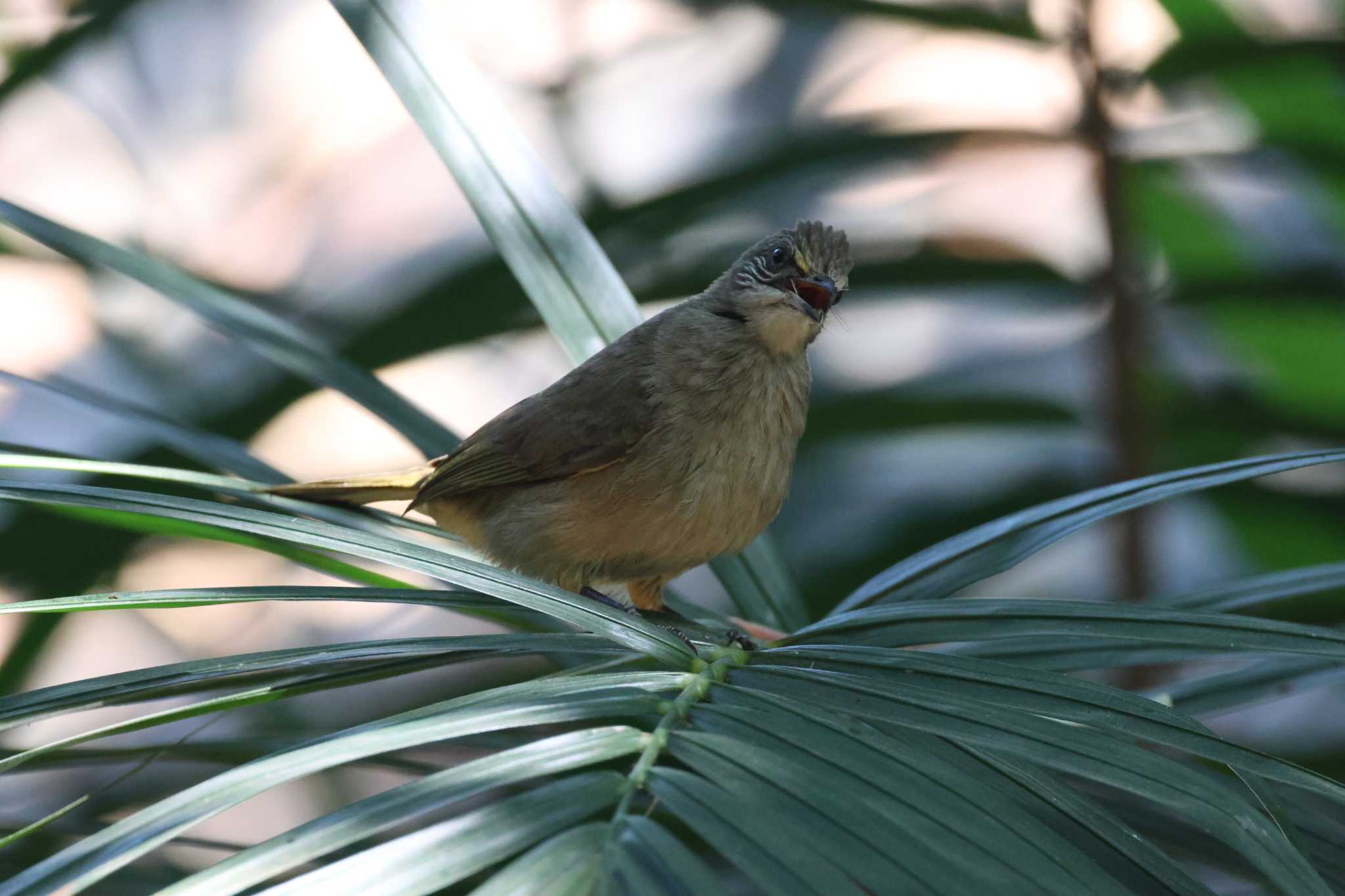 Photo of Ayeyarwady Bulbul at Saigon Zoo and Botanical Gardens by ぼぼぼ