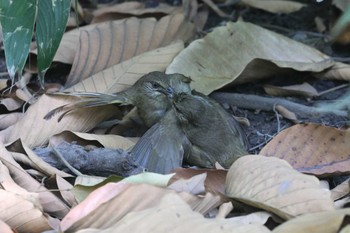 Ayeyarwady Bulbul Saigon Zoo and Botanical Gardens Sat, 2/3/2024