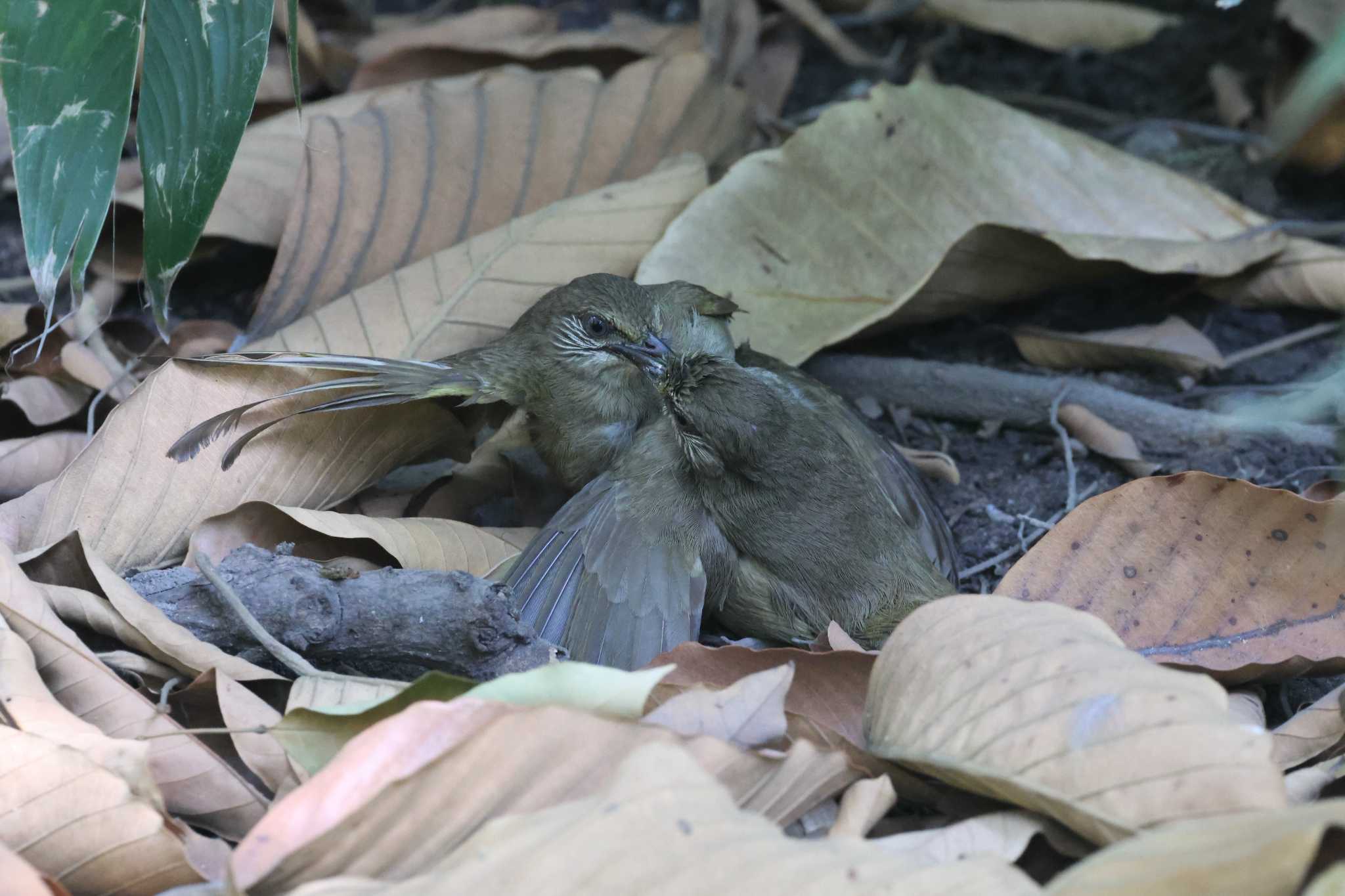 サイゴン動植物園 ミミジロヒヨドリの写真 by ぼぼぼ