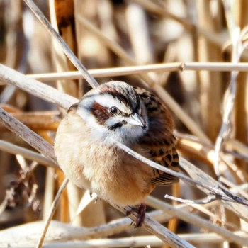 2024年2月7日(水) 境川遊水池の野鳥観察記録