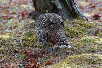 Mikado Pheasant 阿里山国家森林遊楽区 Thu, 1/25/2024