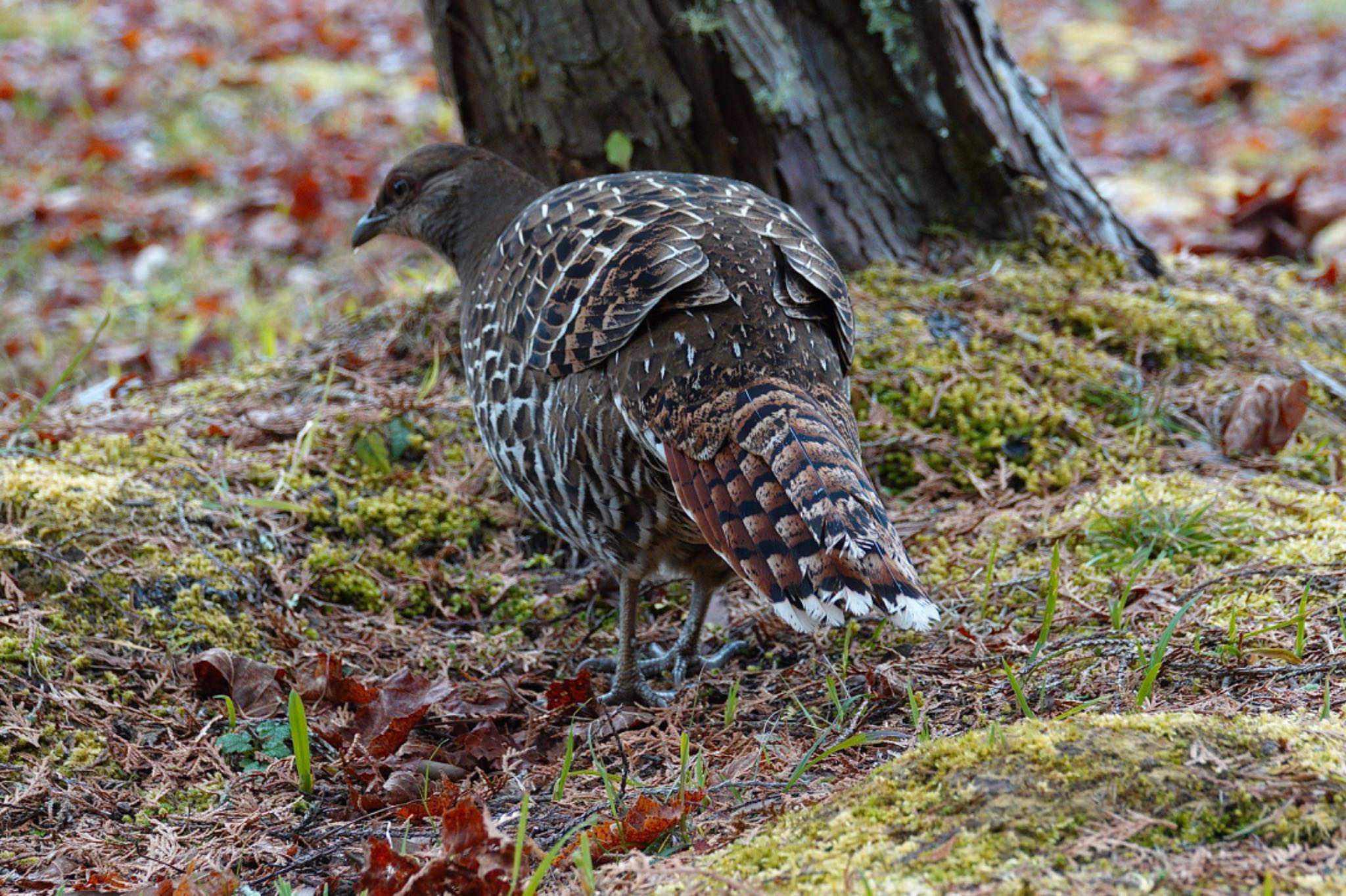 Mikado Pheasant